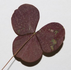 Oxalis orbicularis