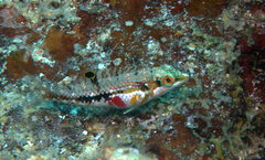 Halichoeres nebulosus