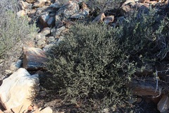 Indigofera obcordata