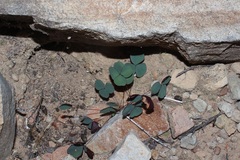 Oxalis orbicularis