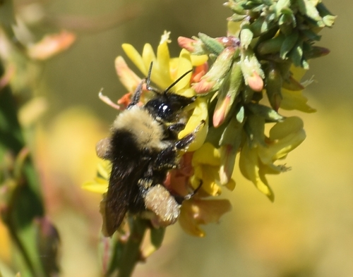 iNaturalist observation photo of California Bumble Bee