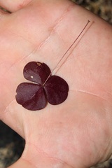 Oxalis orbicularis