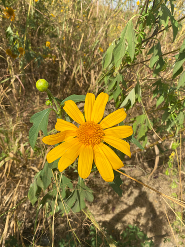 Mexican sunflower