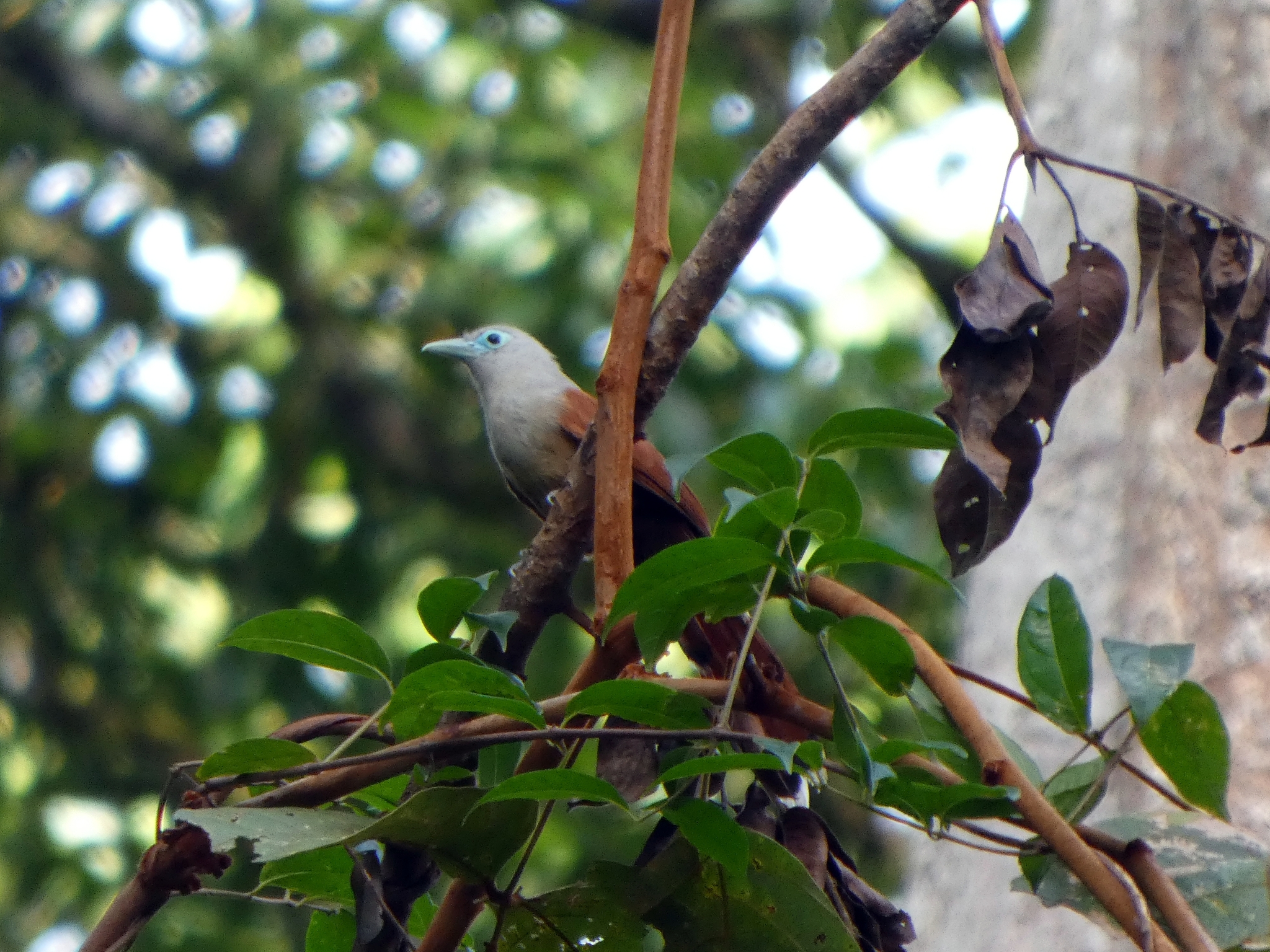 Raffles's Malkoha (Rhinortha chlorophaea), photo 5