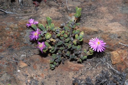 Image of Braunsia apiculata by (c) Brian du Preez, some rights reserved (CC BY-SA)