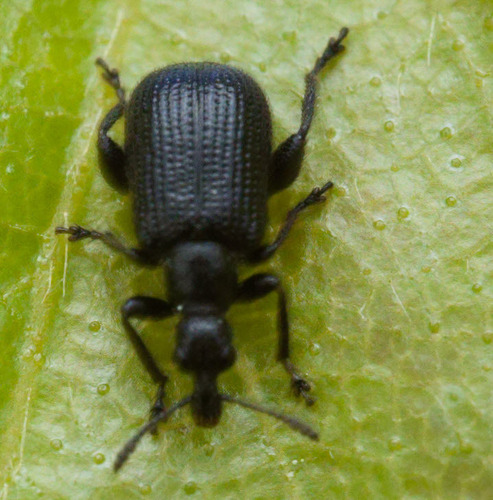 Birch Leaf-rolling Weevil