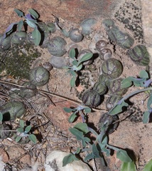 Baculellum articulatum