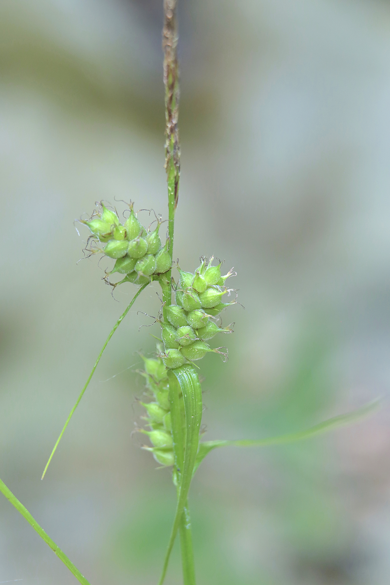 Carex houghtoniana