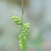 Carex houghtoniana - Photo (c) Gary Yankech, μερικά δικαιώματα διατηρούνται (CC BY-NC-SA), uploaded by Gary Yankech