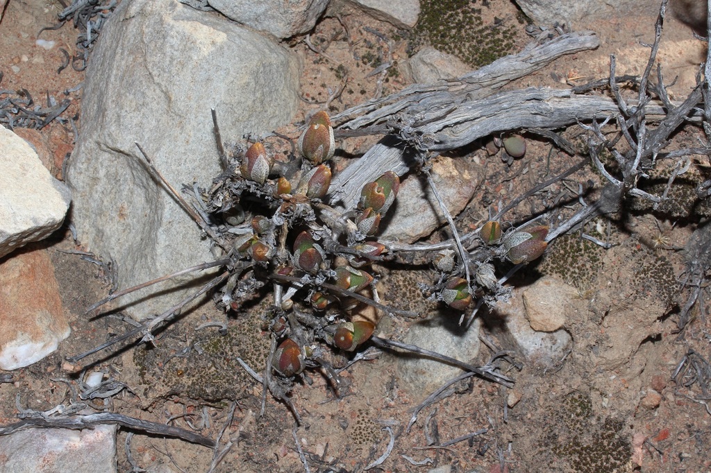 Mesembryanthemum ladismithiense, Eden, ZA-WC, ZA