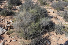 Crotalaria lebeckioides