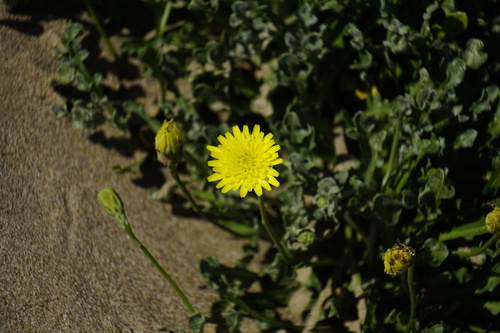 Malacothrix incana observed 2026-05-19
