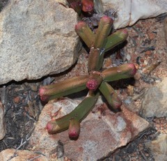 Crassula pyramidalis