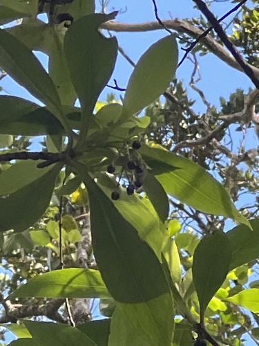 Dubautia knudsenii observed 2026-05-19
