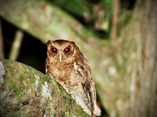 Palau Scops Owl (Otus podarginus), photo 3
