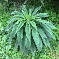 Echium pininana