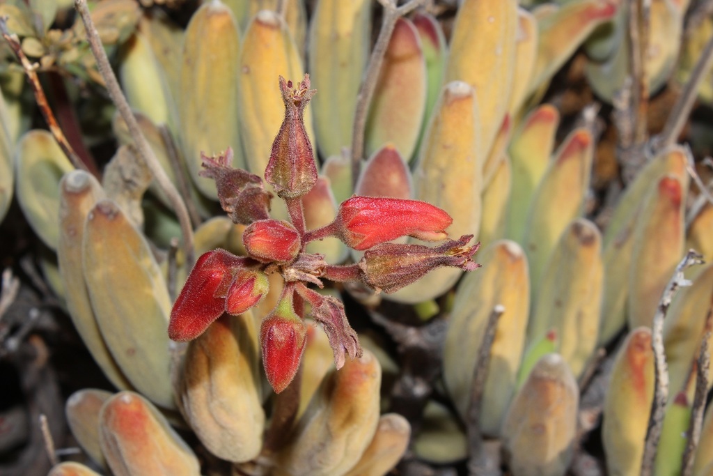 Cotyledon tomentosa subsp. ladismithiensis
