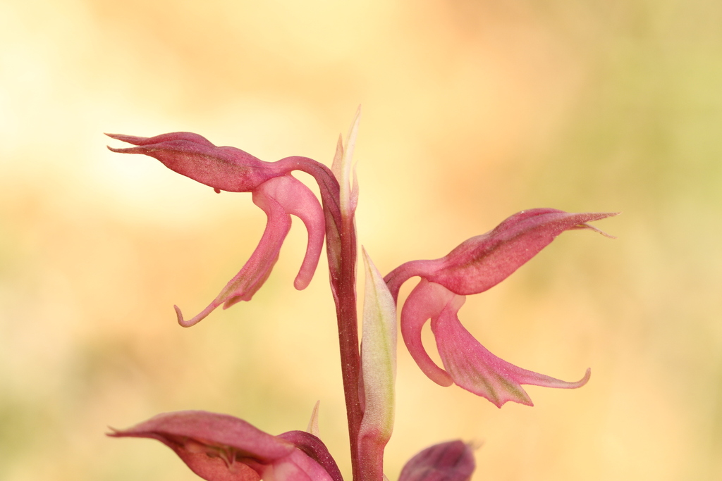 Anacamptis sancta; photograph (c) Chaym Turak, some rights reserved (CC BY-SA)