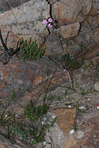 Image of Ixia confusa by (c) Brian du Preez, some rights reserved (CC BY-SA)