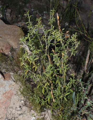 Image of Argyrolobium pachyphyllum by (c) Brian du Preez, some rights reserved (CC BY-SA)