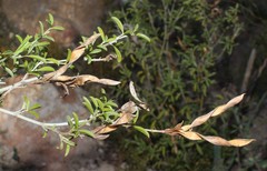 Argyrolobium pachyphyllum