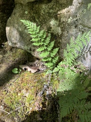 Myriopteris alabamensis image