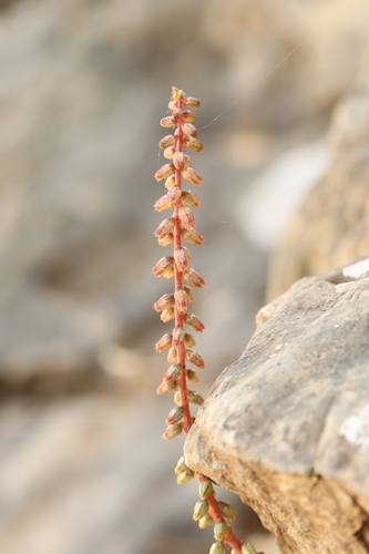 Umbilicus intermedius (Umbilicus intermedius)