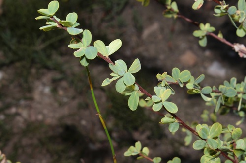Image of Indigofera cogmaniana by (c) Brian du Preez, some rights reserved (CC BY-SA)