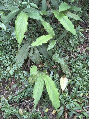 Alpinia japonica observed 2026-05-20