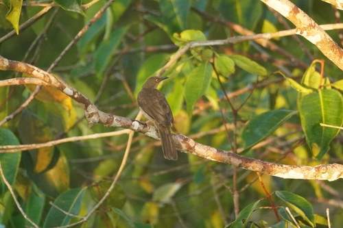 Asian Red-eyed Bulbul (Pycnonotus brunneus), photo 6