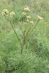 Psacalium decompositum