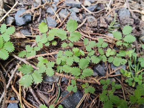 Acaena juvenca, photograph 3