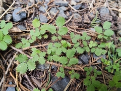 Acaena juvenca, photograph (c) John Barkla, some rights reserved (CC BY)