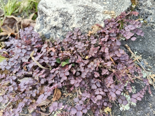 Acaena inermis