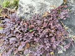 Acaena inermis