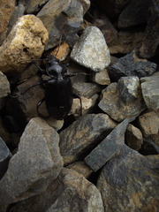 Calosoma vagans