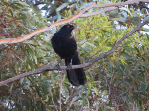 White-winged Chough