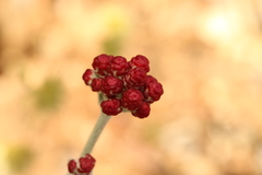 Helichrysum sanguineum, photograph (c) Chaym Turak, some rights reserved (CC BY-SA)