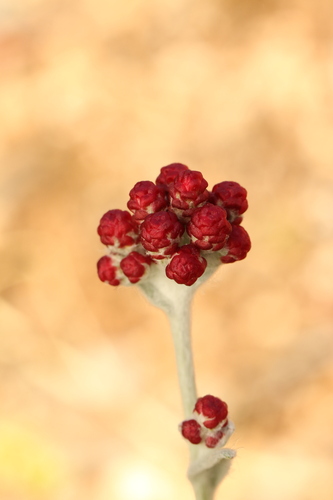 Helichrysum sanguineum, photograph 2