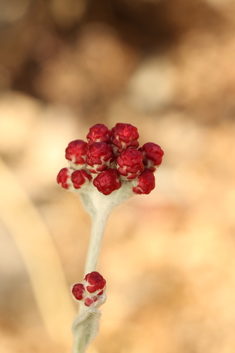 Helichrysum sanguineum, photograph 4