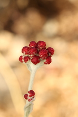 Helichrysum sanguineum, photograph (c) Chaym Turak, some rights reserved (CC BY-SA)
