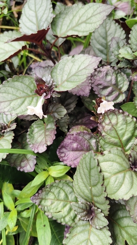 Strobilanthes alternata observed 2026-05-20