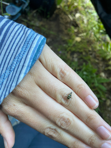 iNaturalist observation photo of Spotted Cucumber Beetle