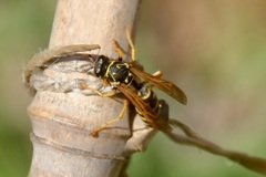 Polistes dominula