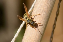 Polistes dominula