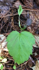 Cardamine diphylla