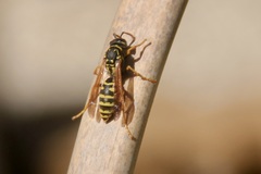 Polistes dominula