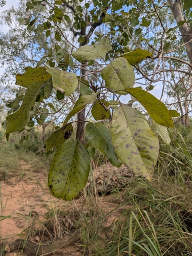 Vitex glabrata observed 2026-05-20