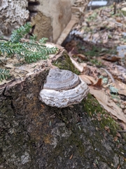 Fomes fomentarius image