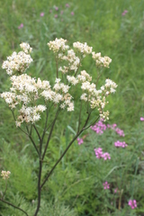 Psacalium decompositum